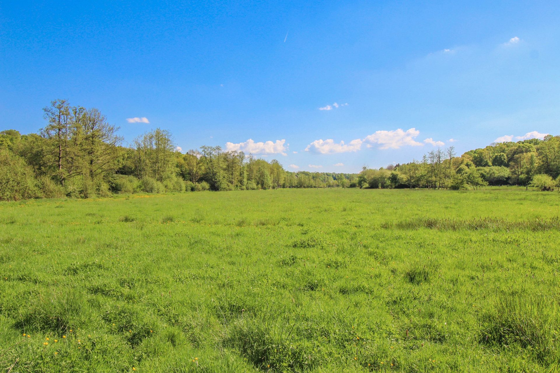 Prairie verdoyante du domaine de 3 hectares en Normandie